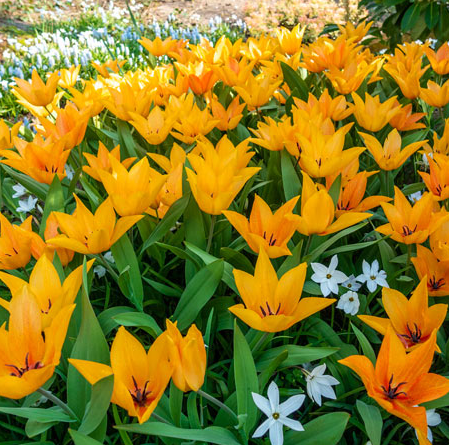 Tulip SHOGUN Variety ( Botanical tulip ) 3 bulbs