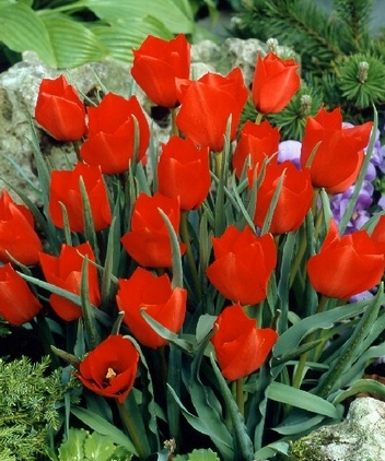 Tulip Red Hunter Variety ( Botanical tulip ) 3 bulbs