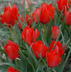 Tulip Red Hunter Variety ( Botanical tulip ) 3 bulbs