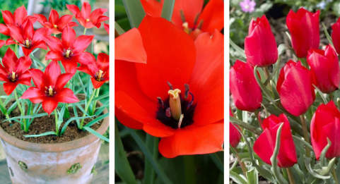 Tulip Red Hunter Variety ( Botanical tulip ) 3 bulbs