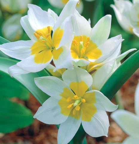 Tulip Polychroma Variety ( Botanical tulip ) 3 bulbs