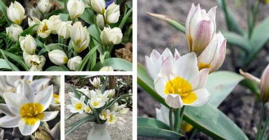 Tulip Polychroma Variety ( Botanical tulip ) 3 bulbs