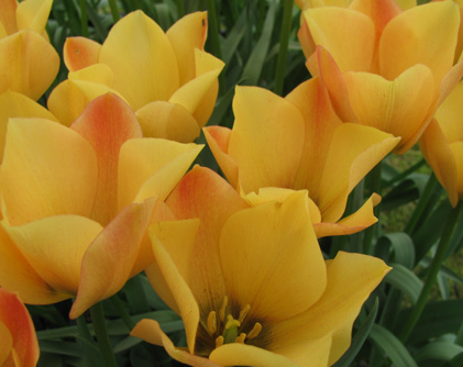 Tulip Bronze Charm Variety ( Botanical tulip ) 3 bulbs