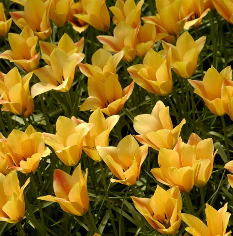 Tulip Bronze Charm Variety ( Botanical tulip ) 3 bulbs