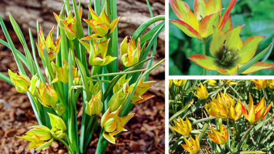 Tulip Flava Variety ( Botanical tulip ) 3 bulbs