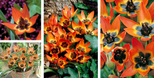 Tulip Little Princess Variety ( Botanical tulip ) 3 bulbs