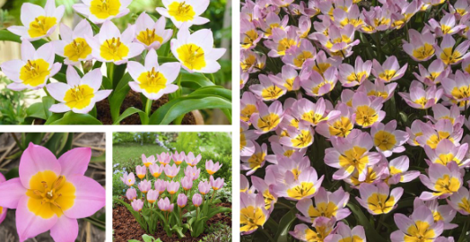 Tulip Lilac Wonder Variety ( Botanical tulip ) 3 bulbs