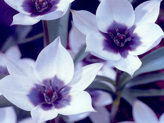 Tulip ALBA COERULEA OCULATA Variety ( Botanical tulip ) 3 bulbs