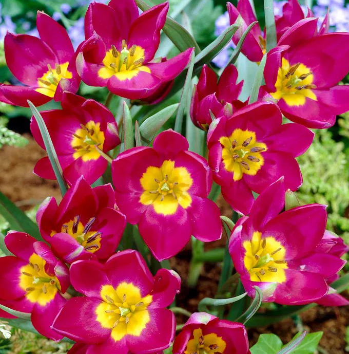 Tulip Pulchella Odalisque Variety ( Botanical tulip ) 3 bulbs