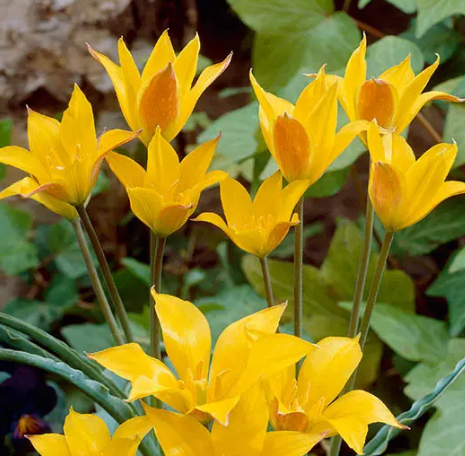 Tulip Kolpakowskiana Variety ( Botanical tulip ) 3 bulbs