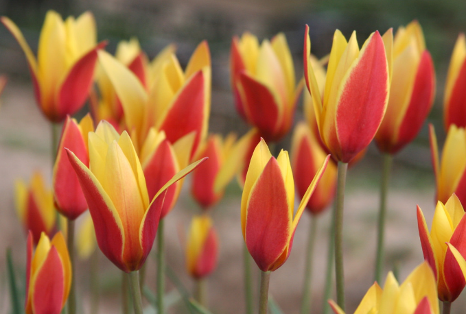 Tulip Tubergen's Gem Variety ( Botanical tulip ) 3 bulbs