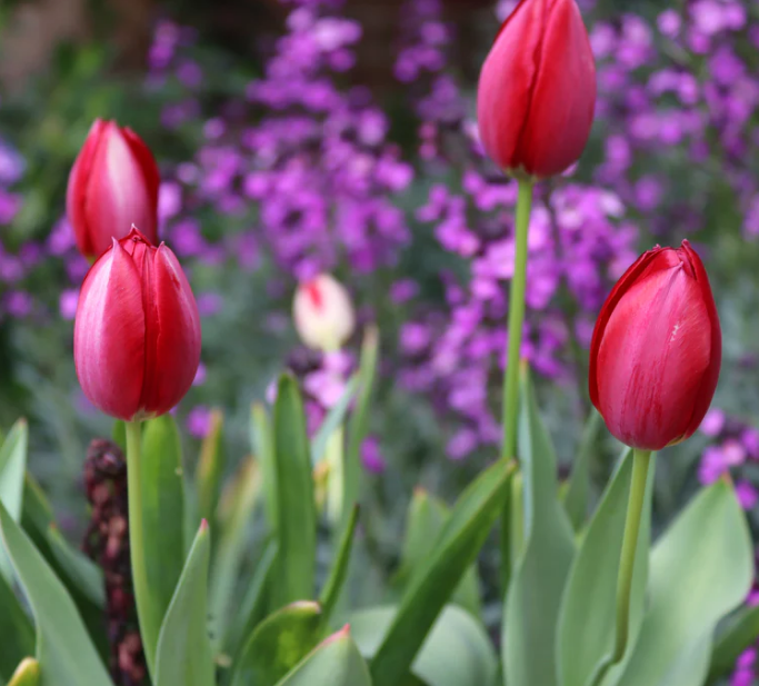 Tulip Aximensis Variety ( Botanical tulip ) 3 bulbs