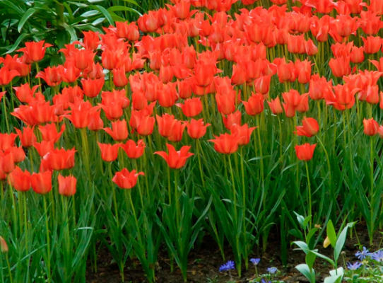 Tulip Linifolia Variety ( Botanical tulip ) 3 bulbs