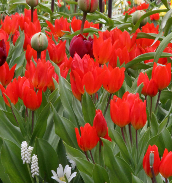 Tulip Fusilier Variety ( Botanical tulip ) 3 bulbs