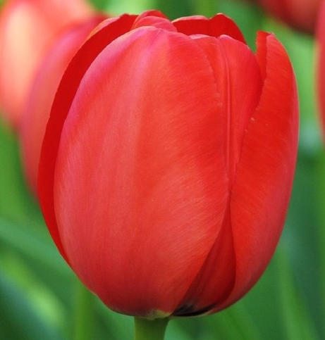 Tulip Apeldorn Variety ( Darwin's tulip ) 3 bulbs