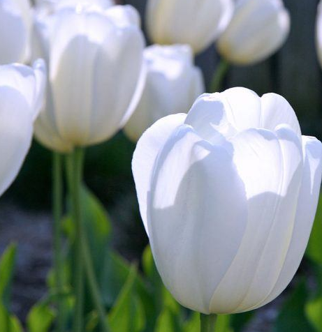 Tulip Hakuun Variety ( Darwin's tulip ) 3 bulbs