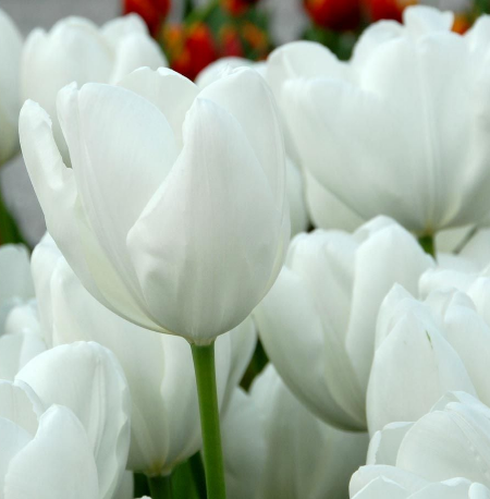 Tulip Hakuun Variety ( Darwin's tulip ) 3 bulbs