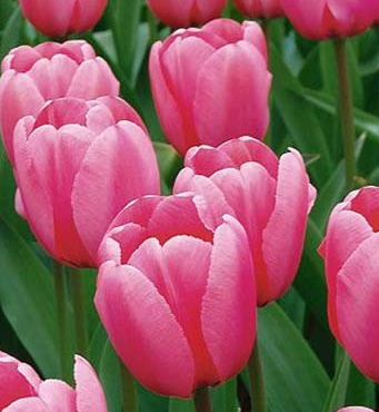 Tulip Pink Impression Variety ( Darwin's tulip ) 3 bulbs