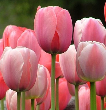 Tulip Pink Impression Variety ( Darwin's tulip ) 3 bulbs
