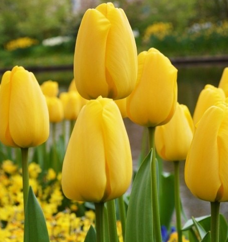 Tulip Golden Apeldorn Variety ( Darwin's tulip ) 3 bulbs