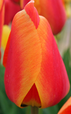 Tulip APELDORN'S ELITE Variety ( Darwin's tulip ) 3 bulbs