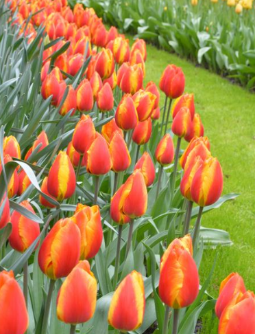 Tulip APELDORN'S ELITE Variety ( Darwin's tulip ) 3 bulbs