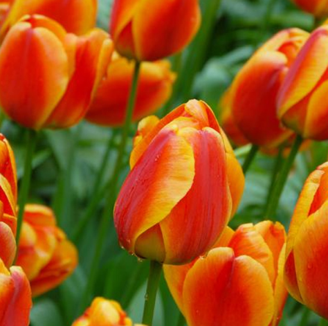 Tulip APELDORN'S ELITE Variety ( Darwin's tulip ) 3 bulbs