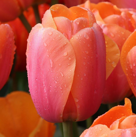 Tulip Apricot Impression Variety ( Darwin's tulip ) 3 bulbs