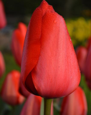 Tulip Red Impression Variety ( Darwin's tulip ) 3 bulbs