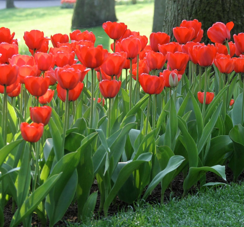 Tulip Red Impression Variety ( Darwin's tulip ) 3 bulbs