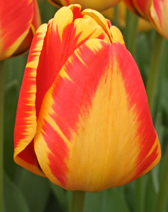 Tulip Banja Luka Variety ( Darwin's tulip ) 3 bulbs