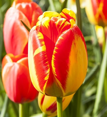 Tulip Banja Luka Variety ( Darwin's tulip ) 3 bulbs