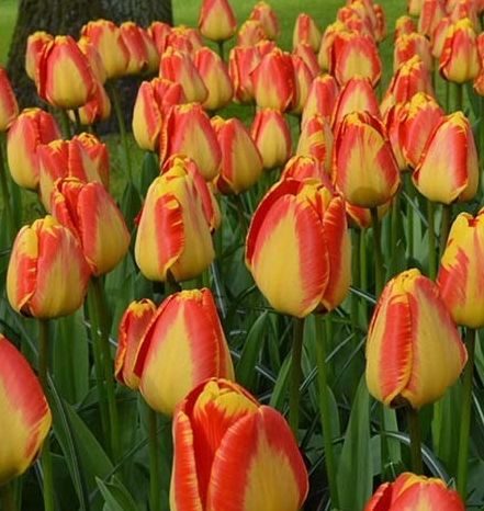Tulip Banja Luka Variety ( Darwin's tulip ) 3 bulbs
