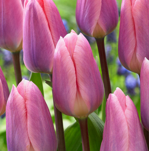 Tulip Light And Dreamy Variety ( Darwin's tulip ) 3 bulbs