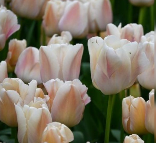 Tulip Apricot Pride Variety ( Darwin's tulip ) 3 bulbs