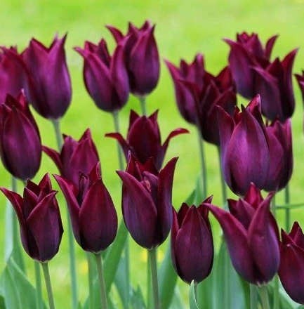 Tulip Burgundy Variety ( Lily-shaped tulip ) 3 bulbs