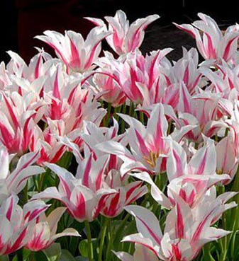 Tulip Marilyn Variety ( Lily-shaped tulip ) 3 bulbs