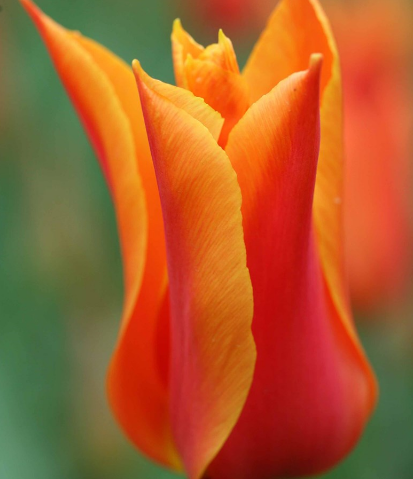 Tulip Ballerina Variety ( Lily-shaped tulip ) 3 bulbs