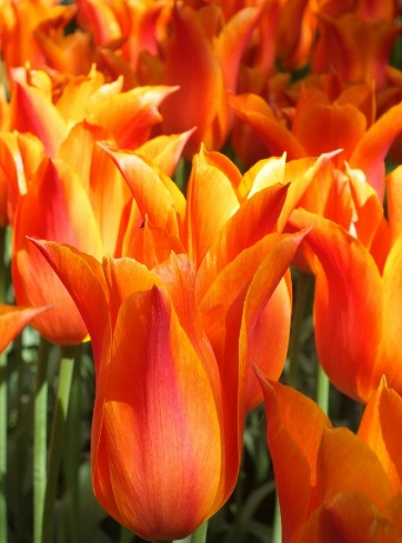 Tulip Ballerina Variety ( Lily-shaped tulip ) 3 bulbs