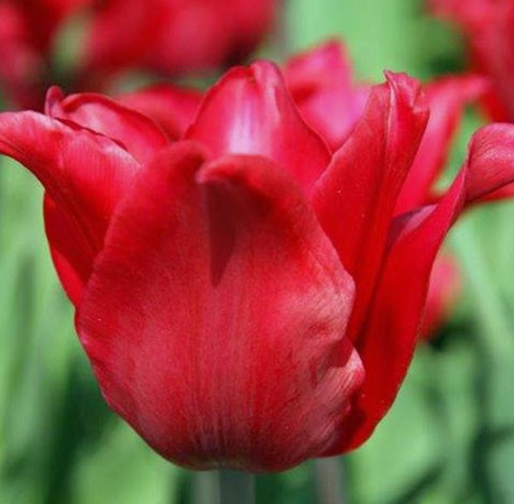 Tulip Pretty Woman Variety ( Lily-shaped tulip ) 3 bulbs