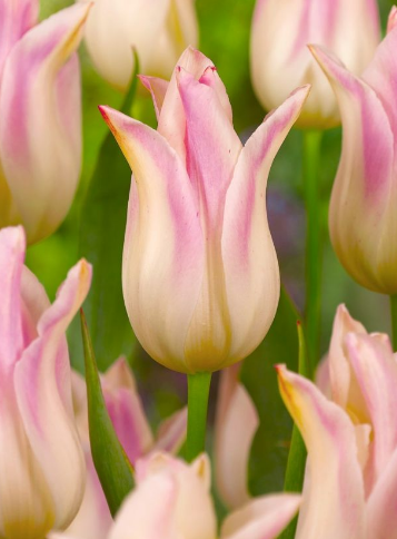 Tulip Elegant Lady Variety ( Lily-shaped tulip ) 3 bulbs
