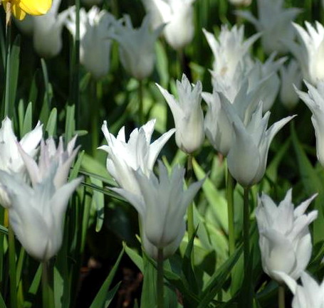 Tulip Tres Chic Variety ( Lily-shaped tulip ) 3 bulbs