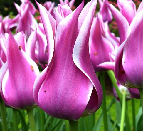 Tulip Ballade Variety ( Lily-shaped tulip ) 3 bulbs