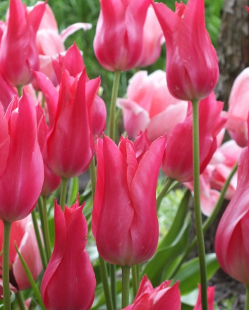 Tulip Mariette Variety ( Lily-shaped tulip ) 3 bulbs