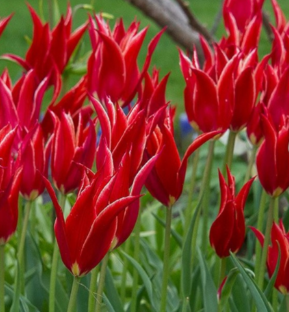 Tulip Aladdin Variety ( Lily-shaped tulip ) 3 bulbs