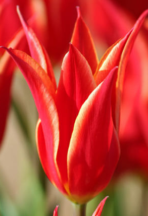 Tulip Aladdin Variety ( Lily-shaped tulip ) 3 bulbs