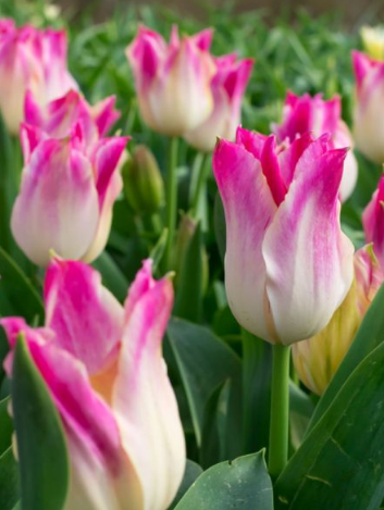 Tulip Whispering Dream Variety ( Lily-shaped tulip ) 3 bulbs