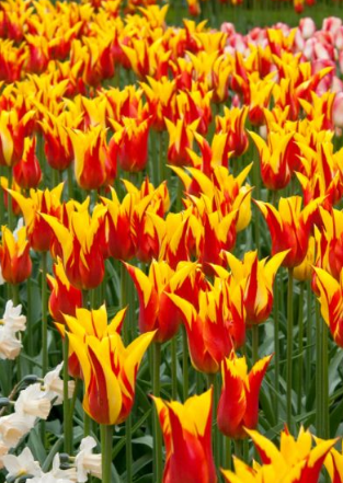 Tulip Fire Wings Variety ( Lily-shaped tulip ) 3 bulbs