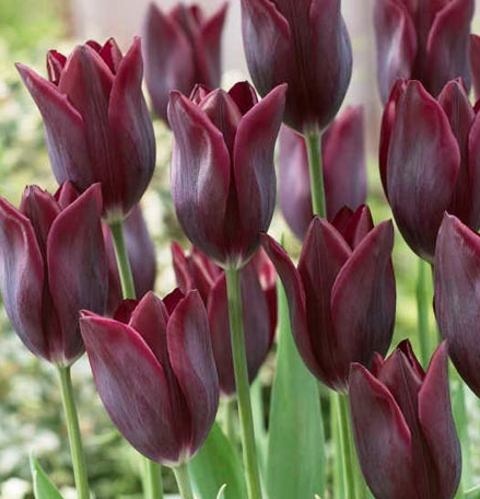 Tulip Lasting Love Variety ( Lily-shaped tulip ) 3 bulbs