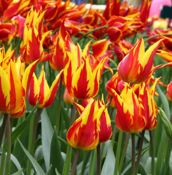 Tulip Firework Variety ( Lily-shaped tulip ) 3 bulbs